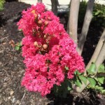 Why I’m Thankful My Toddler&nbsp;Screams