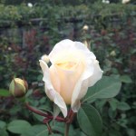 4 Tips for Fitting in Time for Your&nbsp;Partner