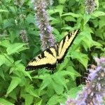 Unexpected New Roommate