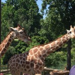 Feeding Problems and Speech&nbsp;Delay