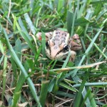 ALMOST Time to Get Your Flu Shot – but Not&nbsp;Yet!